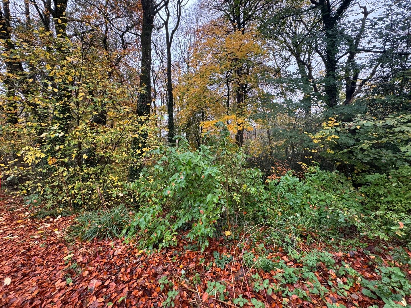 Approximately. 1.95 acres of Woodland Miskin, Pontyclun, CF72 8PE